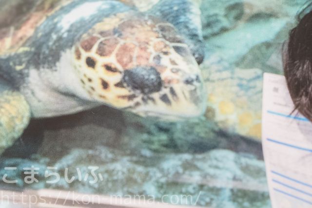 TOLOTのA3ポスターカレンダーの印刷部分を拡大した写真。細部の発色や質感が確認できる。