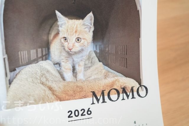 COYOMI A3ポスターカレンダーの写真部分のアップ。猫MOMOのデザイン