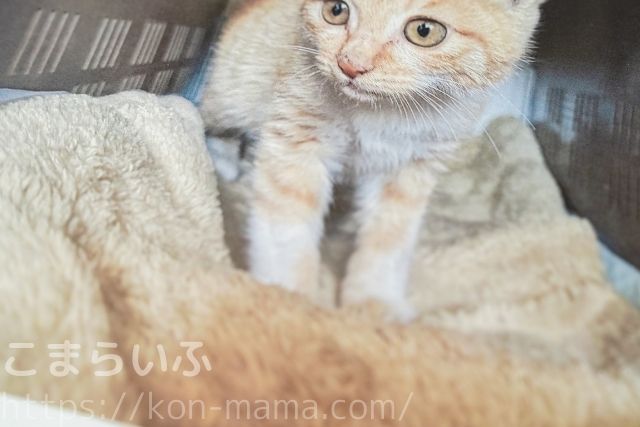 COYOMIのカレンダー作成に使用した猫の写真。キャリー内でこちらを見る子猫